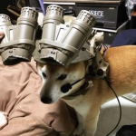 doge bork shiba