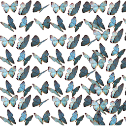 butterfly vibes:>