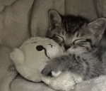 Kittensfrxer