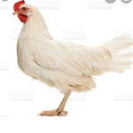 Thicken the chicken