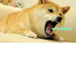 Doge hangout