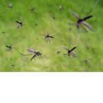 Mosquitos...