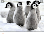Penguin loving group