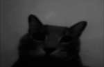 ゚﹒