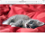 The kitty cat group