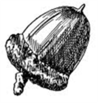 Acorn Productions