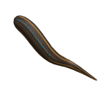 San Borondón Lizard Tail