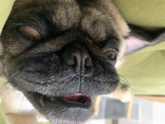 Thepogdogs