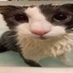 Soggy Cat Kingdom