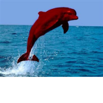 Red Dolphin Fan Group :)