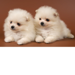 The Kingdom of Pups