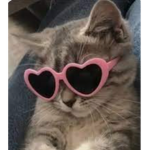 Cat's <33