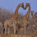 giraffe’s clothing