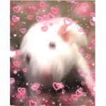 CRAZY RAT CLOTHING