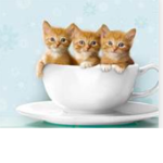 the cat feeder