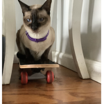 Kats on skates