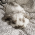 !zowi