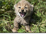 CHEETAS UNITE