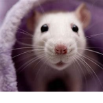 RatTiness