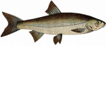 smiley_mans pet fish's group