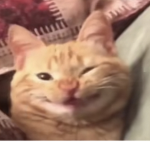 . kawaii kat .