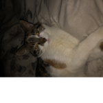 Biscuit_1085
