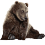Bear friendship squad
