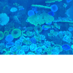 Bluey1
