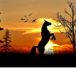Red Barks Academy