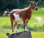 the amazing goat group