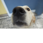 Sniff Sniff Dog