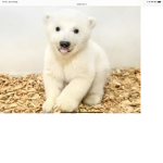 Baby cub’s