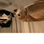 Dogs en cats en anemals