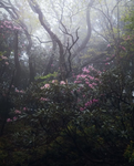 dreaming111