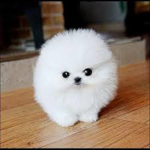 DOG L O V E R PLS JOIN THIS GROUP