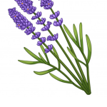 Lavender Squad!! Flower For LIFEEEEE