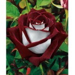 Arwa_5899A