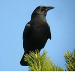 site-crow