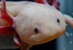 AXOLOTLSRULE