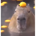 Capybara nab