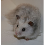 Hamster STORE