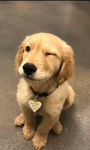 I cagnolini di Giuly