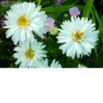Daisy Like Crazy