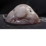 can i put my balxls in yo jaws