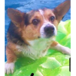 I wish I had a DOG like this