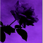 Purple rose's <3