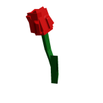 Tulip fruit