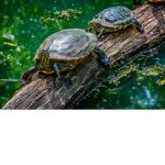 SAVE THE TURTLES FUNDRAISER