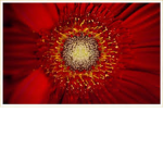 *RED*FLOWER *