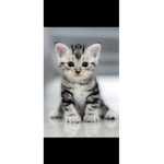 Kitty squad/gang